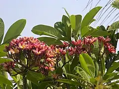 Red frangipani in Warje, India.