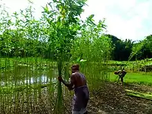 Farmer harvesting jute from thin plants