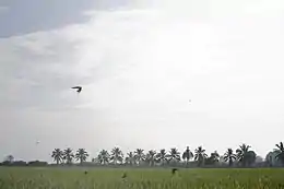 Rice field, Sai Noi District