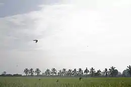 A rice field in the south of the subdistrict