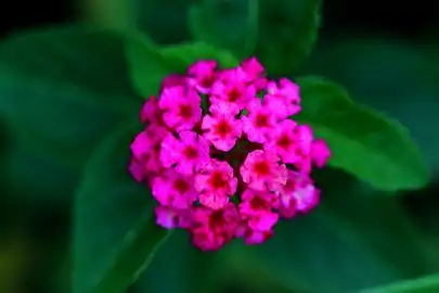 Pink flowers