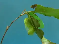R. fugax larva in the process of spinning a cocoon