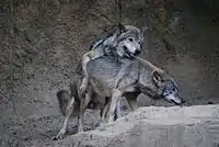Gray wolves mating
