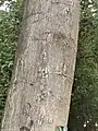 Cracked bark shape