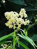 Inflorescence, irregularly branched. Stamens exserted.