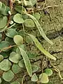 Pyrrosia nummulariifolia