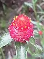 Gomphrena haageana Klotzsch, National Museum of Natural Science, Taichung, Taiwan.