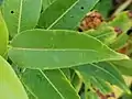 Leaf. Leaf bases are often heart-shaped.