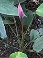 Anthurium andraeanum cv. Previa