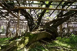 Ushijima-no-fuji [ja], a 1,200-year-old tree designated as a special natural monument [ja] by the Japanese government. The original tree of the cultivar 'Longissima Kyushaku'. Kasukabe, Saitama, Japan.
