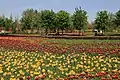 Field of tulips in Beijing International Flower Port