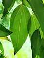 The ternate vein is protruding on the back of the leaf. The leaf surface is smooth.