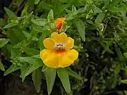 A yellow cultivar