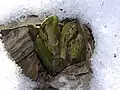Eastern skunk cabbage melting a hole through snow.