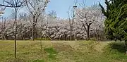 Cherry blossoms in bloom (April 2018)