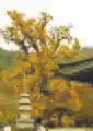 The large gingko tree, a designated natural monument