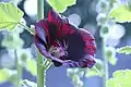 Hollyhock ‘Blacknight'