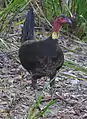 An Australian Brushturkey in the national park