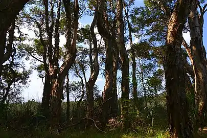 Paperbark trees along the lagoon