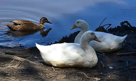 Ducks at the lagoon