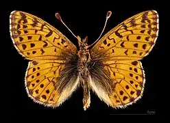 Boloria pales palustris