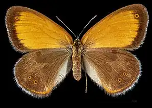 Coenonympha arcania ♀