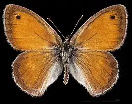 Coenonympha pamphilus ♂