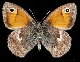 Coenonympha pamphilus ♂ △