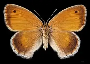 Coenonympha pamphilus marginata ♀