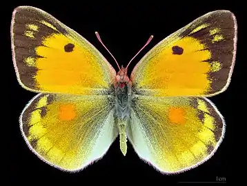 Colias myrmidone ♀