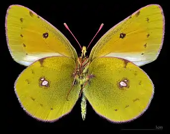 Colias myrmidone   ♂   △