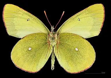 Colias palaeno ♂   △