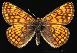 Euphydryas cynthia alpicola-   Female