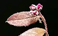 L. chinense var. rubrum leaves and buds