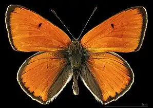 Lycaena dispar  ♂