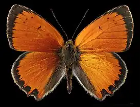 Lycaena ottomanus ♂