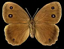 Minois dryas ♂