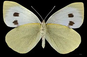 Pieris brassicae  ♀ △