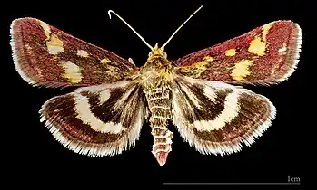 Pyrausta purpuralis ♂