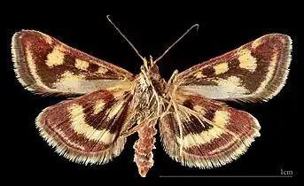 Pyrausta purpuralis ♂ △