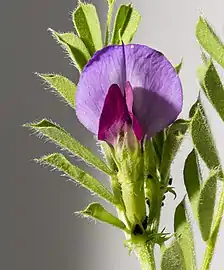 Common flower.