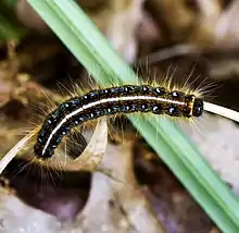 (Malacosoma americana) caterpillar