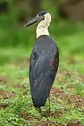 black stork with white neck