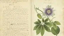 Wollstonecraft botanical illustration