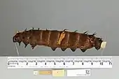 O. p. poseidon, larva