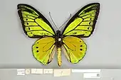 Ornithoptera g. goliath, male ventral view