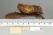 Ornithoptera paradisea pupa, dorsal view