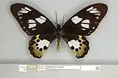 Ornithoptera meridionalis female, dorsal view