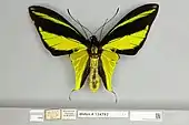 Ornithoptera meridionalis male, dorsal view