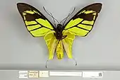 Ornithoptera meridionalis male, ventral view